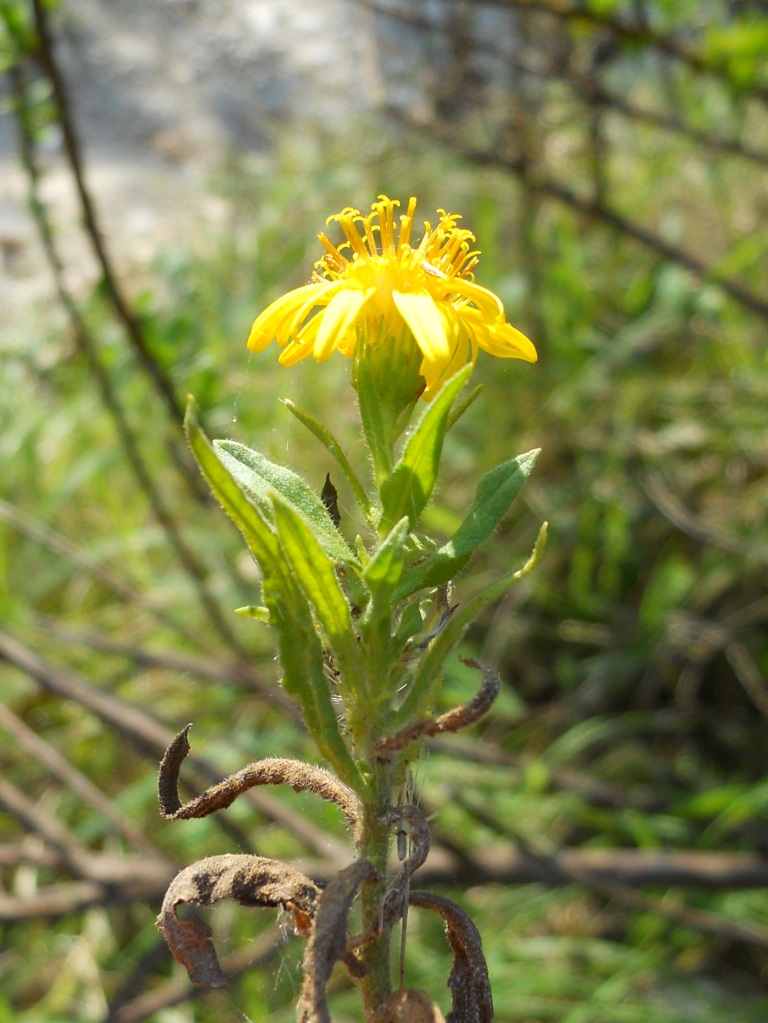 Dittrichia viscosa